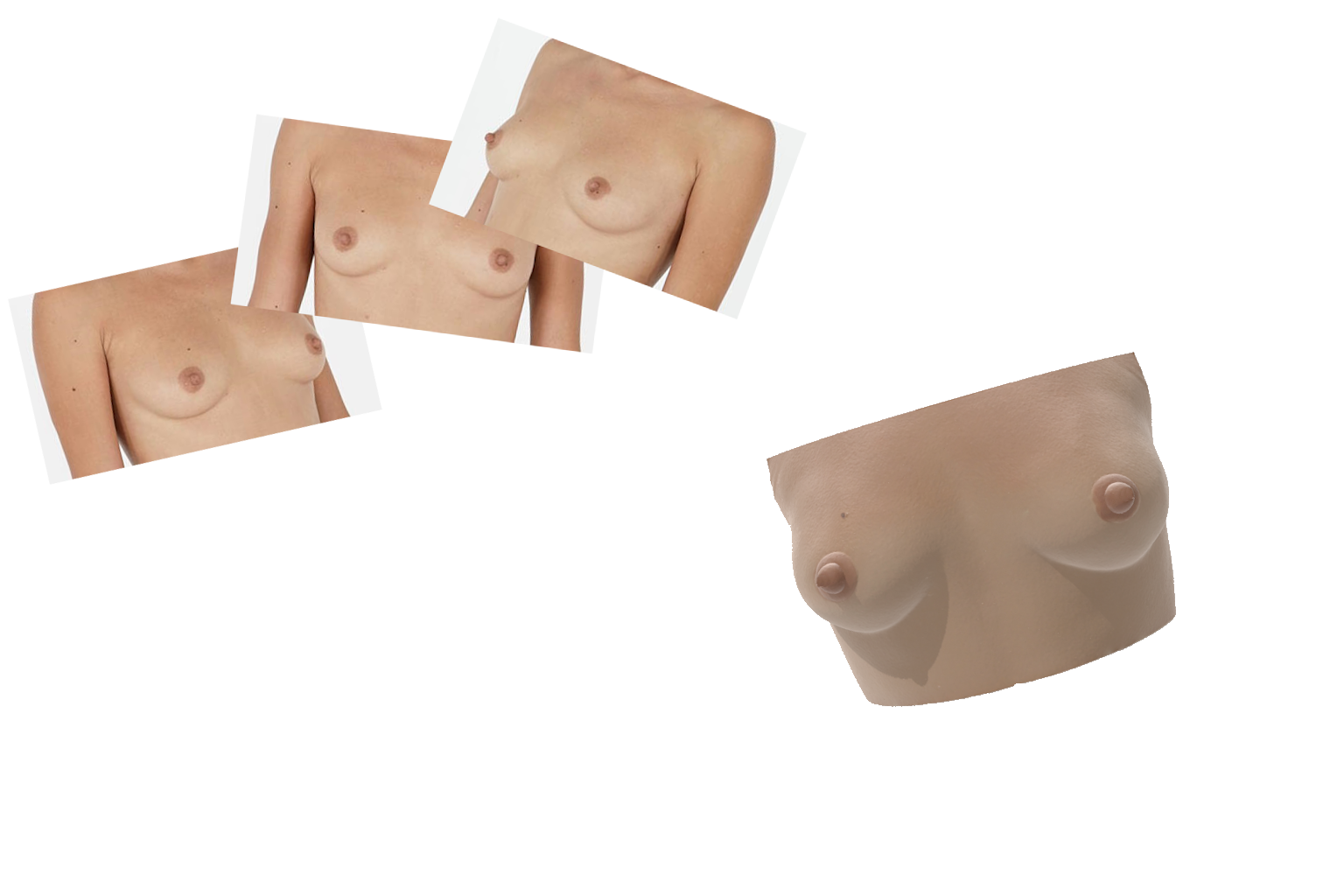 Breasts 3D Model Example